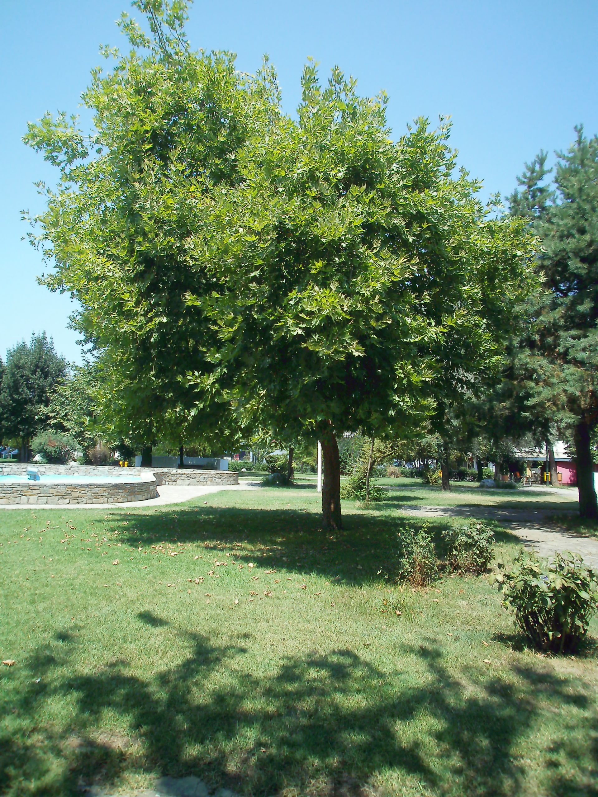 OLYMPUS DIGITAL CAMERA