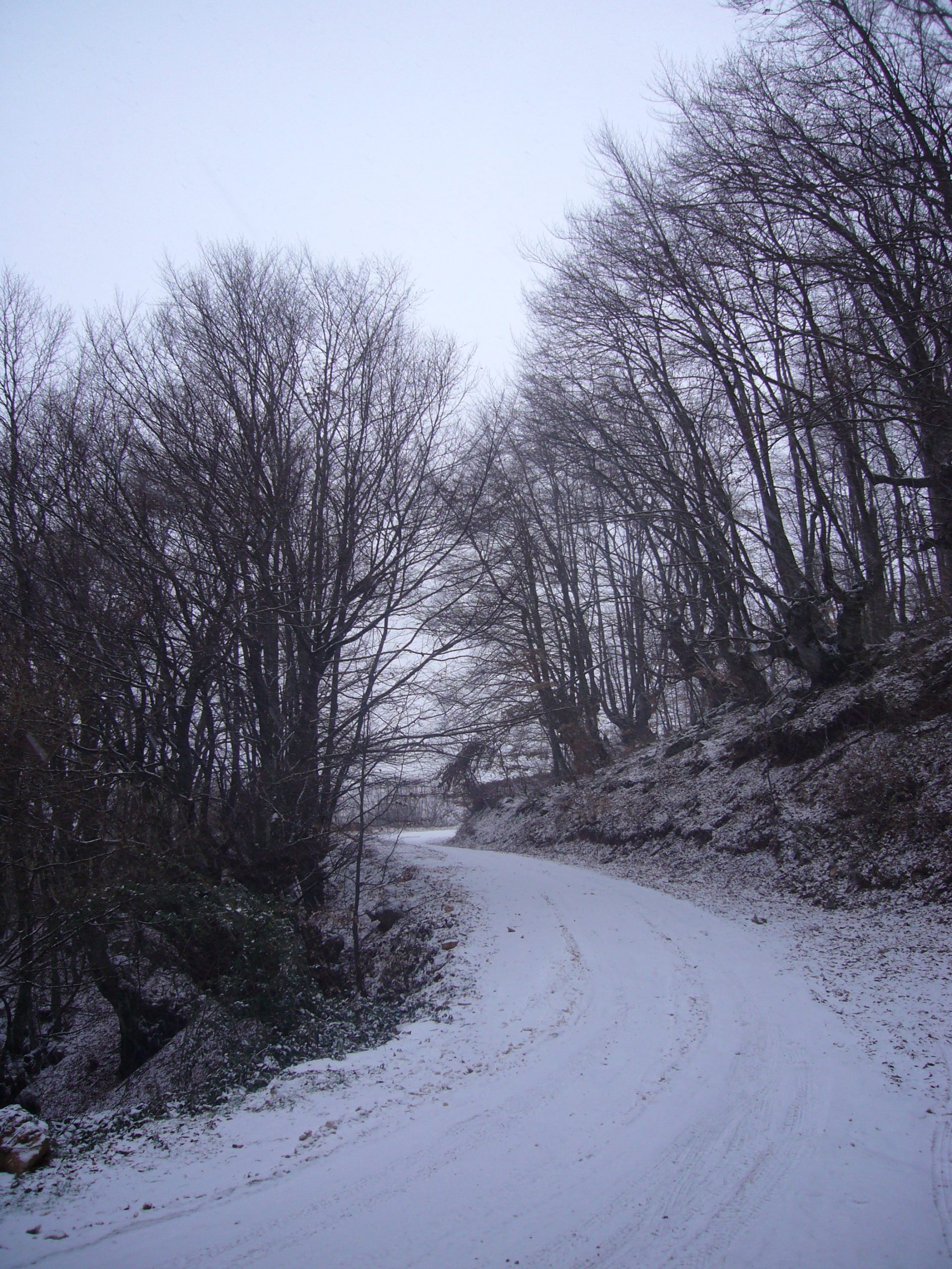 235_479 Λίγας Θωμάς-min