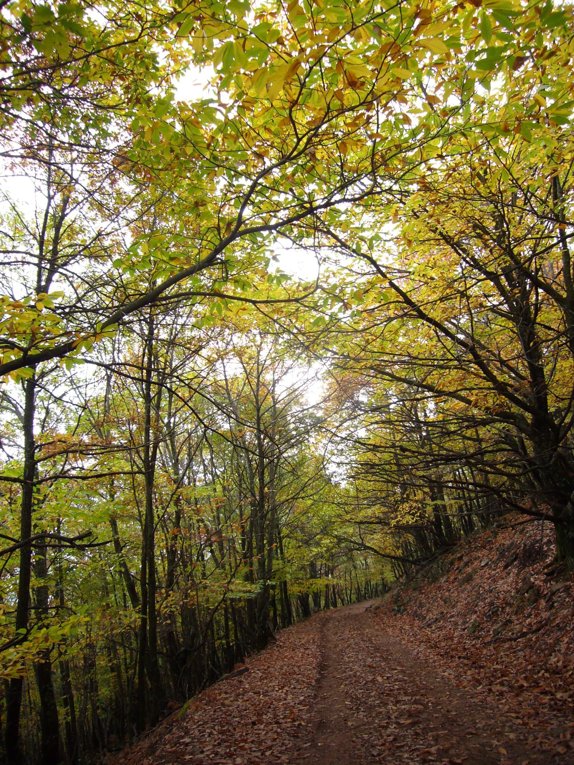 235_481 Λίγας Θωμάς-min