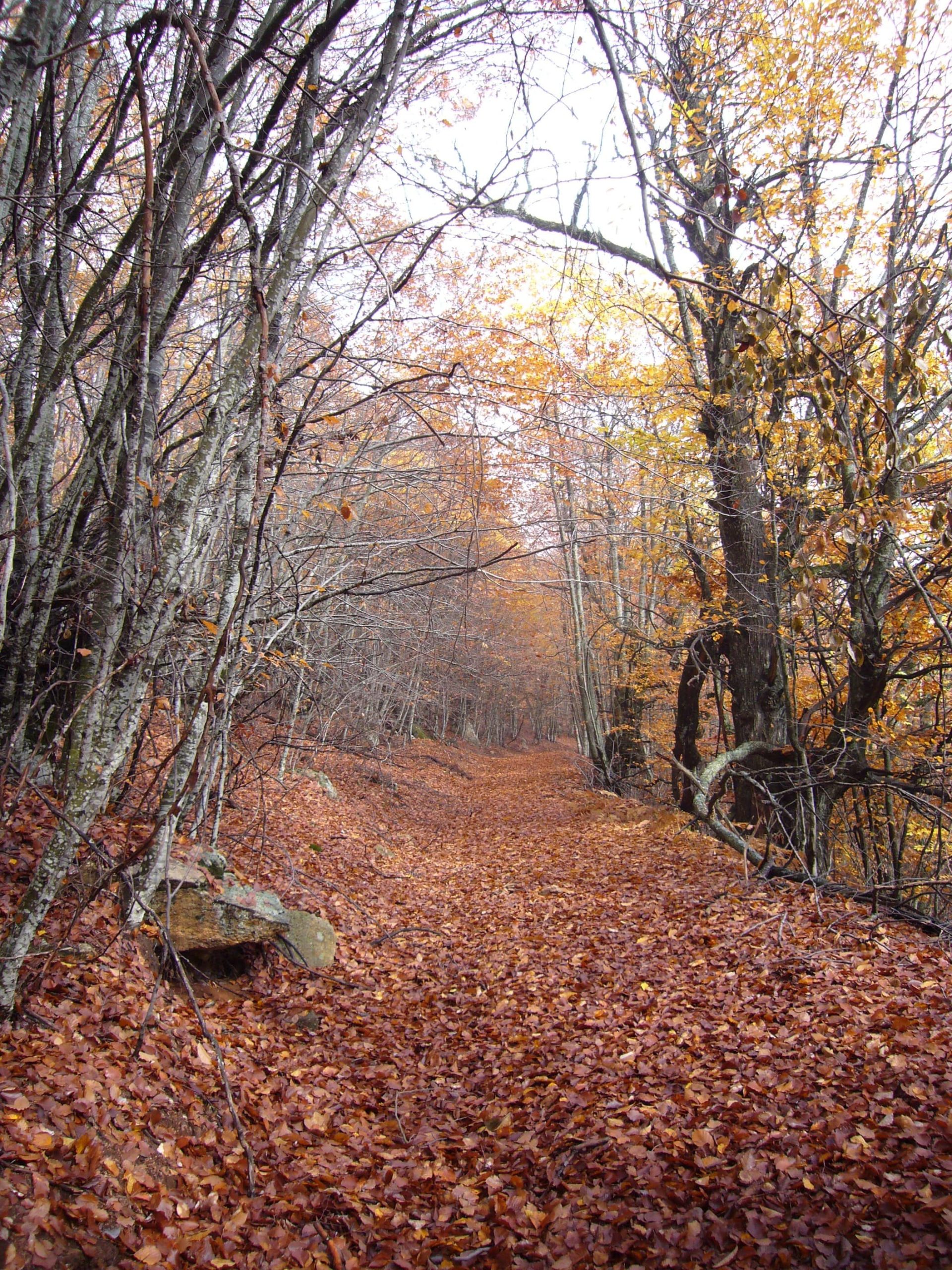Διαδρομή Πάικου