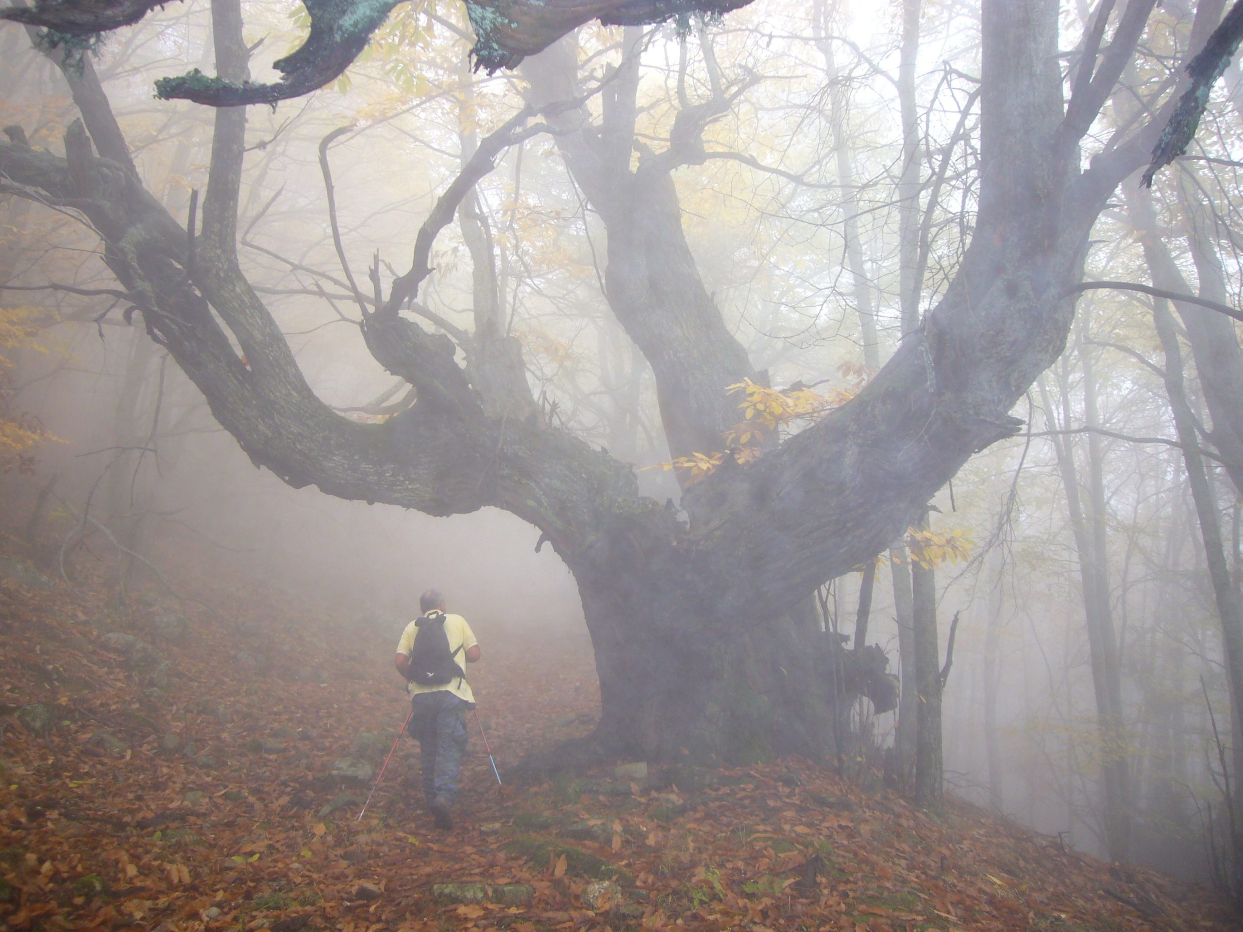 235_486 Λίγας Θωμάς-min