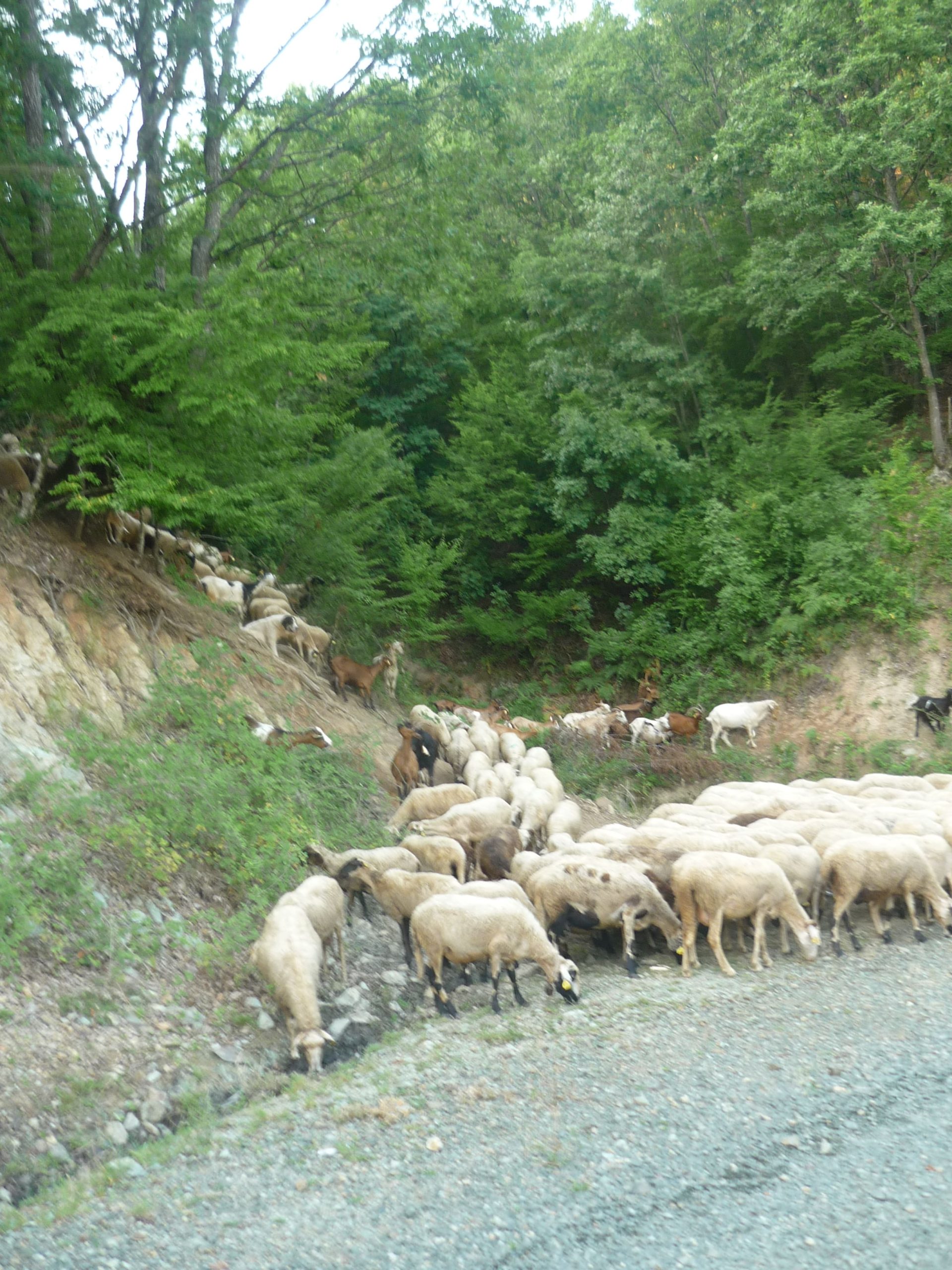 235_489 Λίγας Θωμάς-min