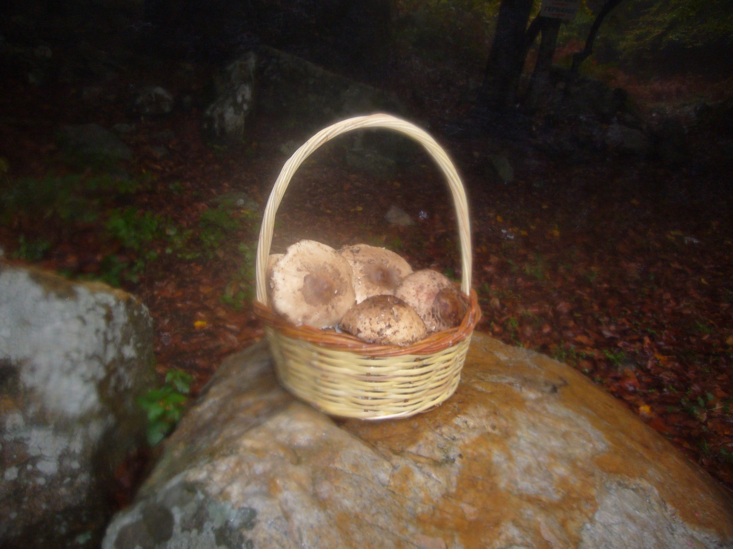 235_491 Λίγας Θωμάς-min