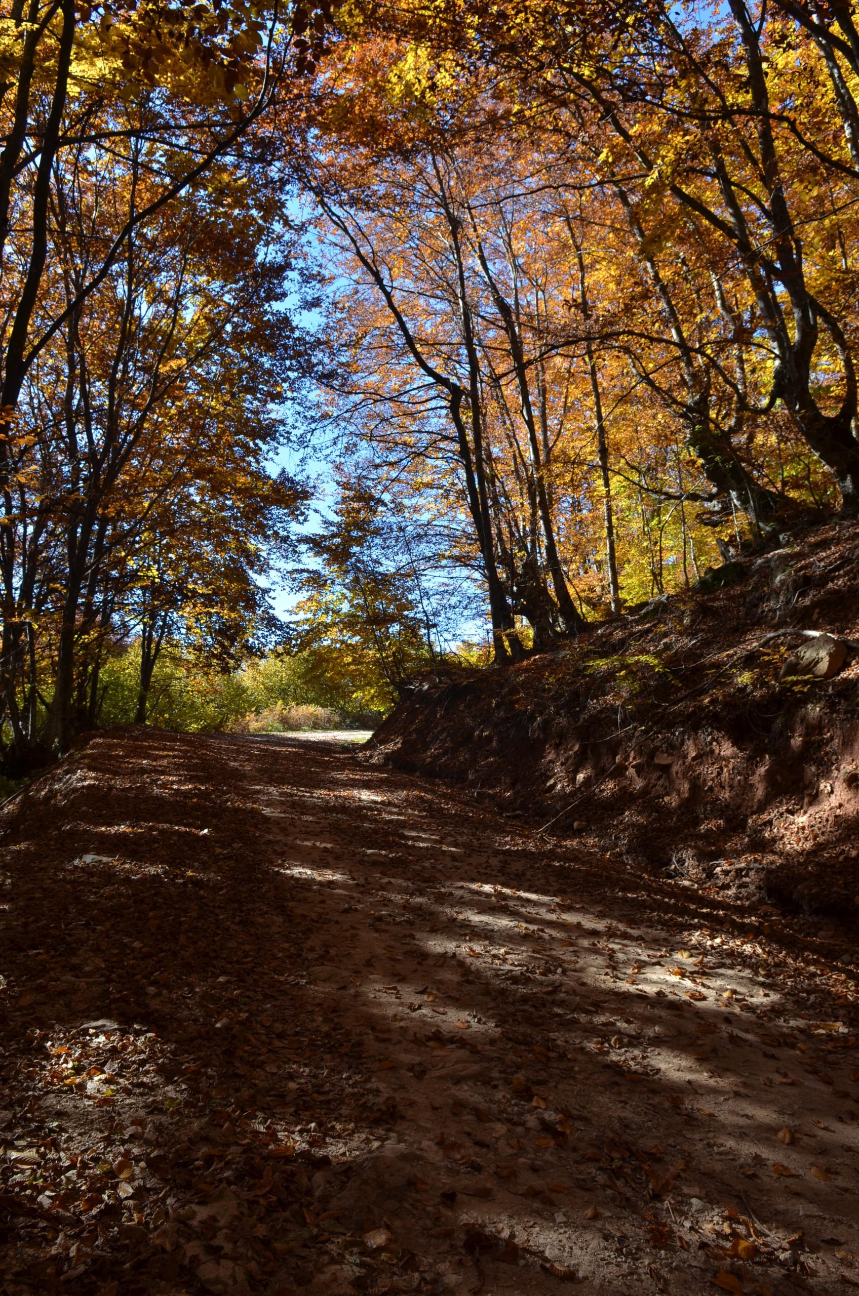 DSC_4422 Μαρία Χατζηπέτρου-min