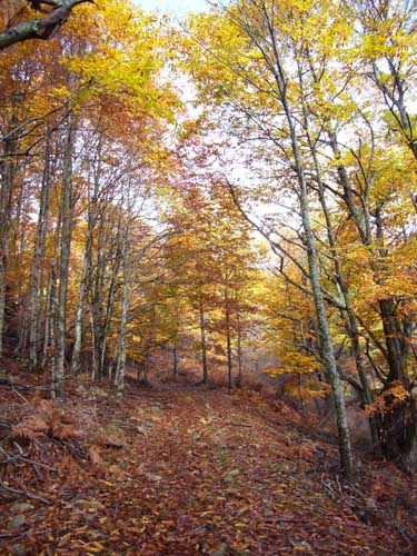Το Βουνό Πάικο