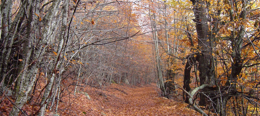 Η Πέλλα της Γεύσης