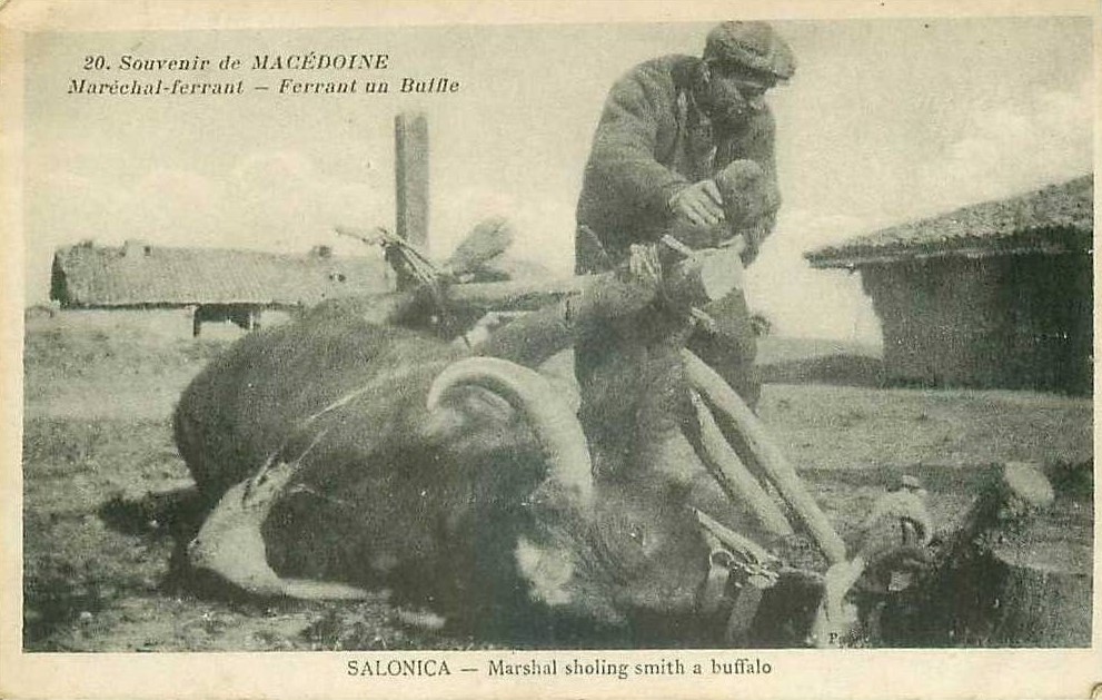 Βόδι πεσμένο