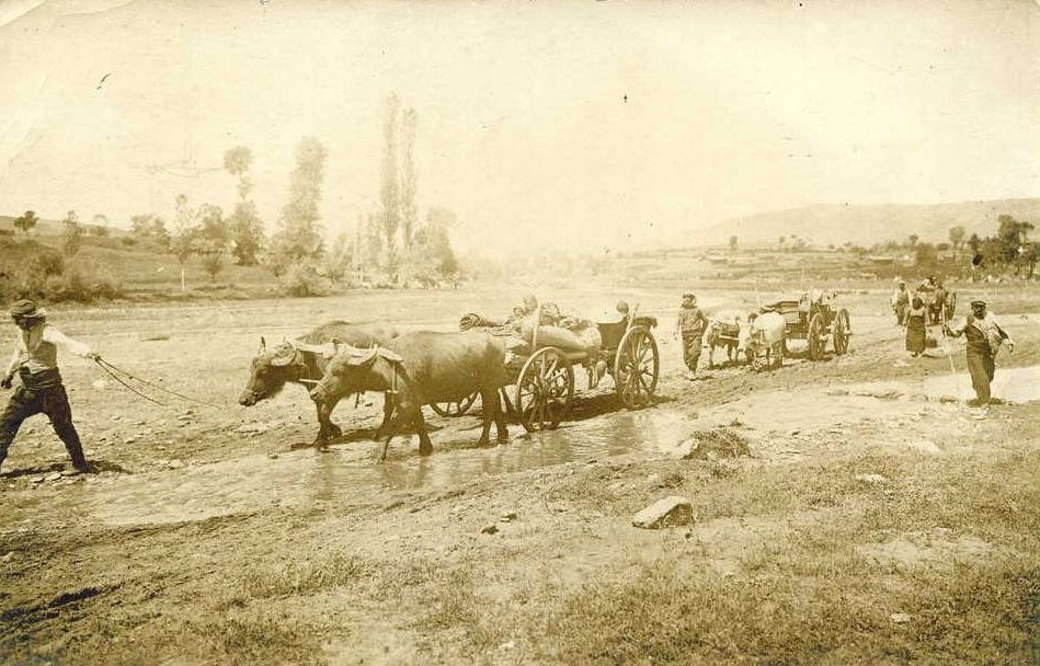 Βόδια στο χωράφι 1