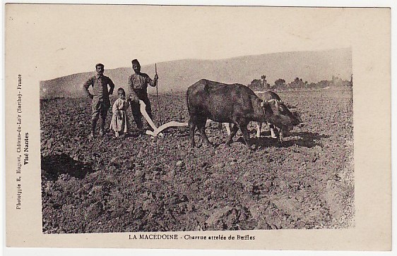 Βόδια στο χωράφι