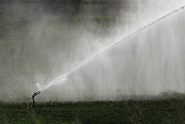 Γιαννιτσά, κάμπος, φωτογράφος Ά. Ζυμαράς