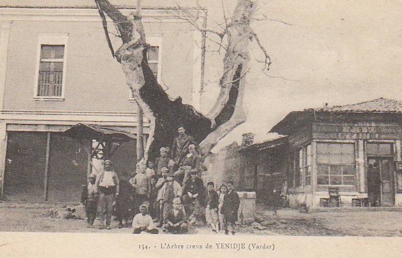 Γιαννιτσά, πλάτανος